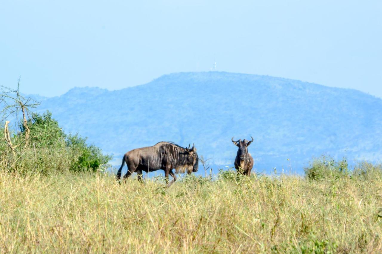 Africa Safari Serengeti Ikoma Ngoại thất bức ảnh