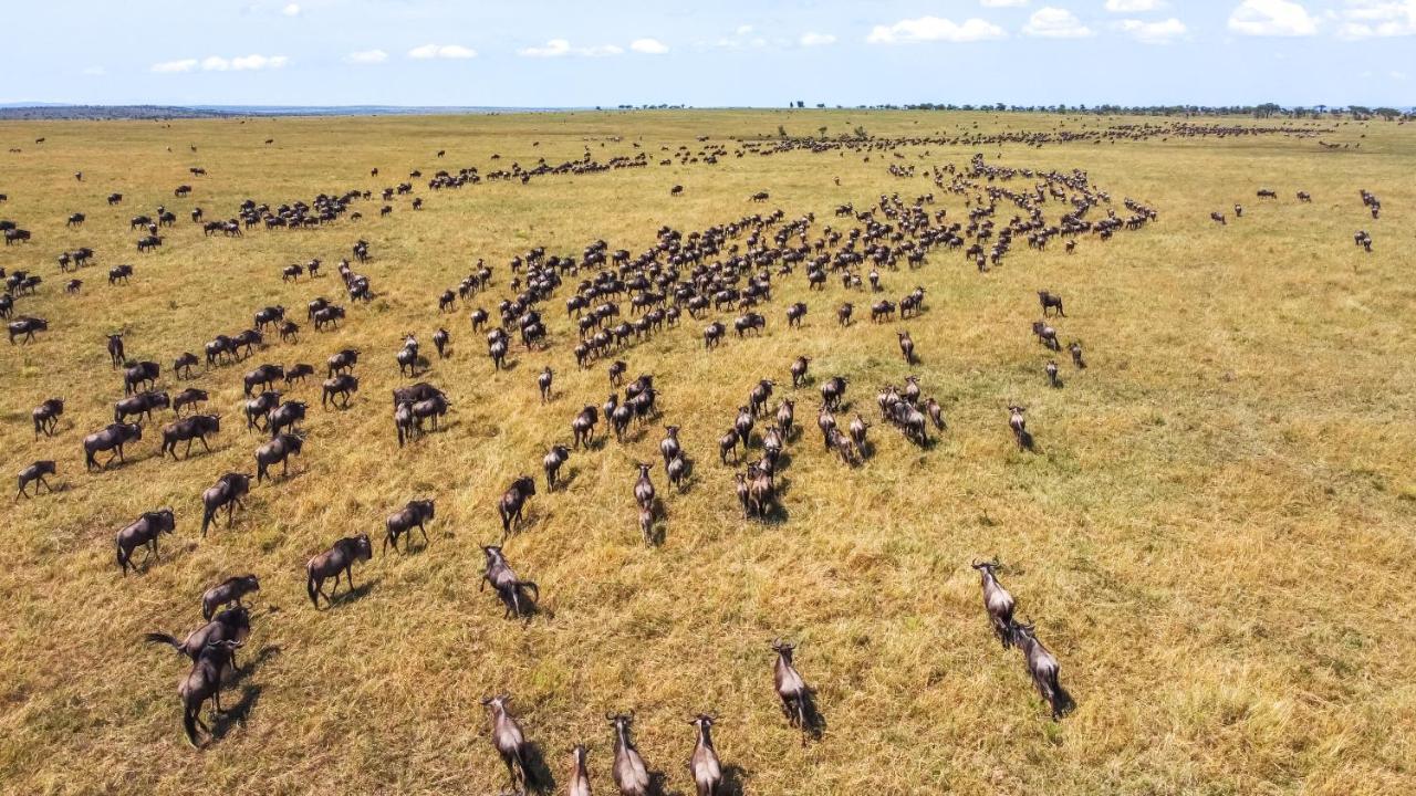 Africa Safari Serengeti Ikoma Ngoại thất bức ảnh