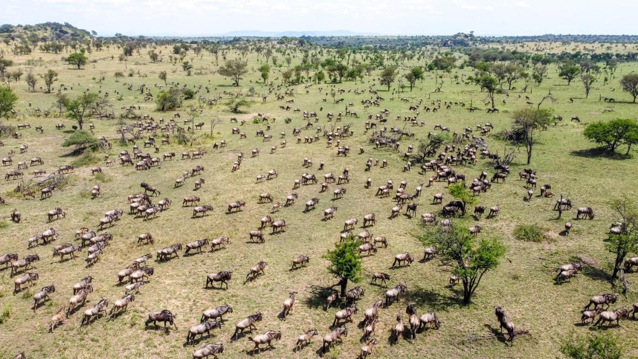 Africa Safari Serengeti Ikoma Ngoại thất bức ảnh